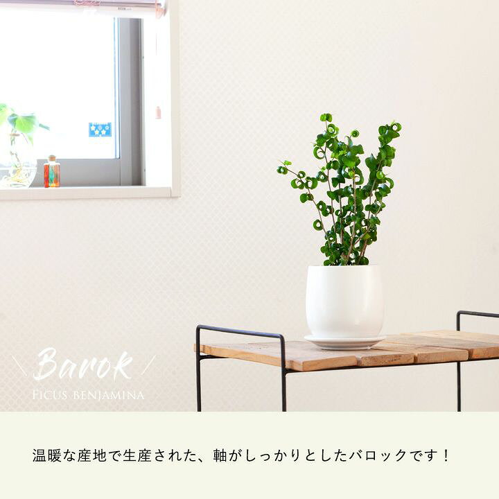 楽天市場 お届けは9 16 送料無料 フィカス ベンジャミン バロック 白マット陶器鉢 e 花屋さん 楽天市場 お届けは9 16 送料無料 フィカス ベンジャミン バロック 白マット陶器鉢 e 花屋さん