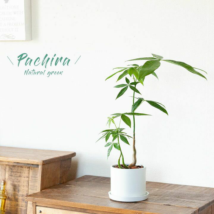 楽天市場 観葉植物 今月のおすすめ 涼やか パキラの森 ｅ 花屋さん