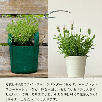 楽天市場 ルーツポーチsサイズ 直径21cm 高さ21cm 2 ｅ 花屋さん