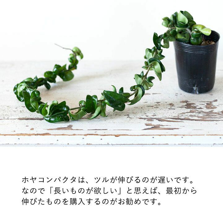 楽天市場 観葉植物 今月のおすすめ ホヤ コンパクタ のスーパーロング e 花屋さん 楽天市場 観葉植物 今月のおすすめ ホヤ コンパクタ のスーパーロング e 花屋さん