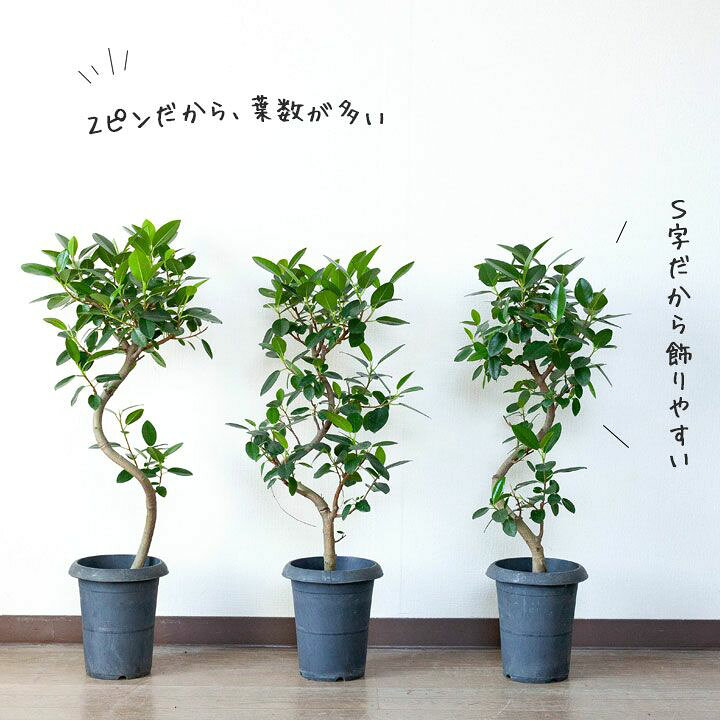 楽天市場】【送料無料】フランスゴムの幹曲がり（2ピンチ）※同梱不可 