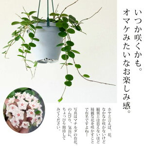 楽天市場 観葉植物 今月のおすすめ ホヤ マチルダ ｅ 花屋さん