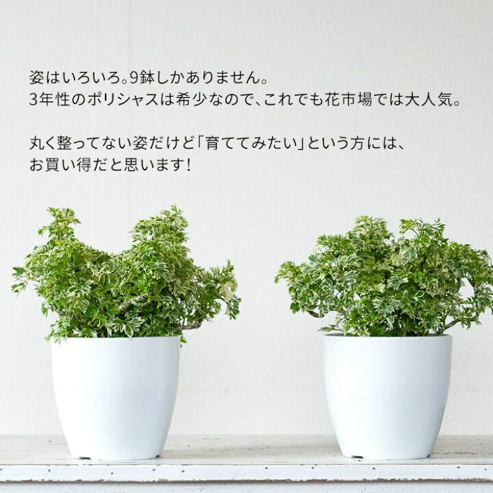 楽天市場 国産ポリシャス スノープリンセス の3年株 今月の植物 ｅ 花屋さん