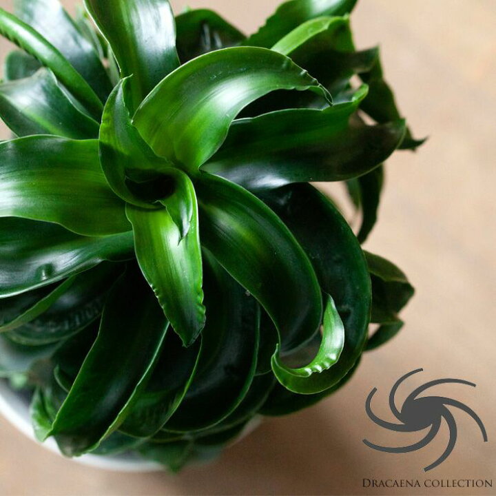 楽天市場 ここまで2年半 成長ゆっくりドラセナ トルネード 今月の植物 ｅ 花屋さん