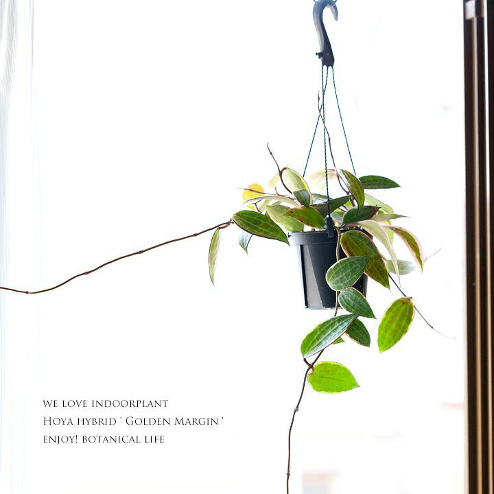 楽天市場 ホヤ ゴールデンマージン 今月の植物 ｅ 花屋さん