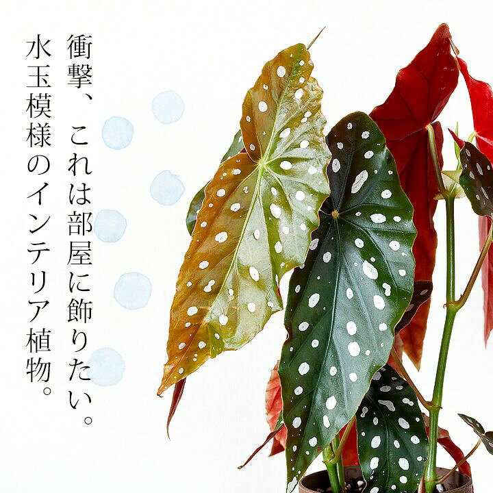 楽天市場 ベゴニア マクラータ 育ててみて ｅ 花屋さん
