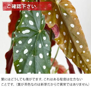 楽天市場 ベゴニア マクラータ 育ててみて 今月の植物 ｅ 花屋さん