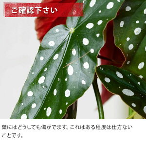 楽天市場 ベゴニア マクラータ 育ててみて 今月の植物 ｅ 花屋さん