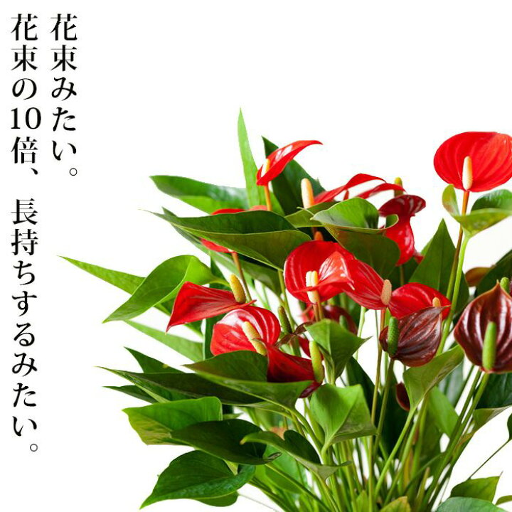 楽天市場 観葉植物 今月のおすすめ 送料無料 花束みたいなアンスリウム ミクロ ｅ 花屋さん