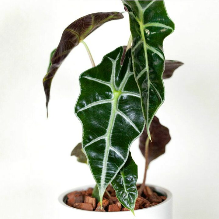 楽天市場 アロカシア アマゾニカの ドワーフ Type ｅ 花屋さん
