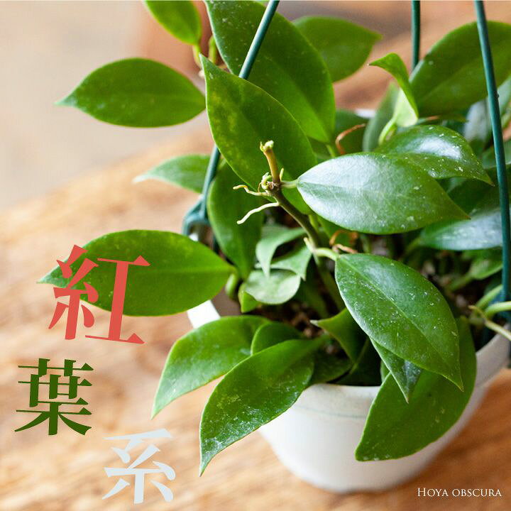 楽天市場 ホヤ オブスクラ吊り鉢仕立て 今月の植物 ｅ 花屋さん