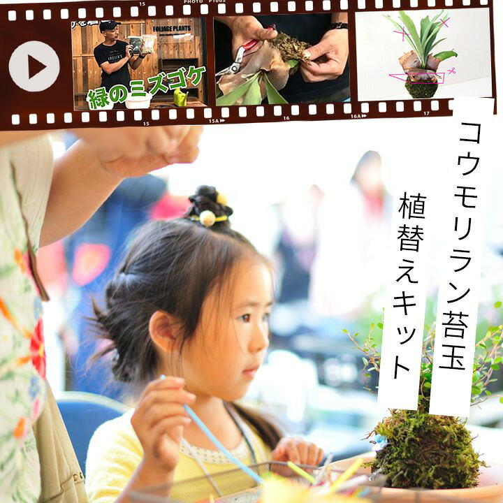 楽天市場 Let S 園芸教室 コウモリラン苔玉 植え替えキット 動画配信チケット付き ｅ 花屋さん