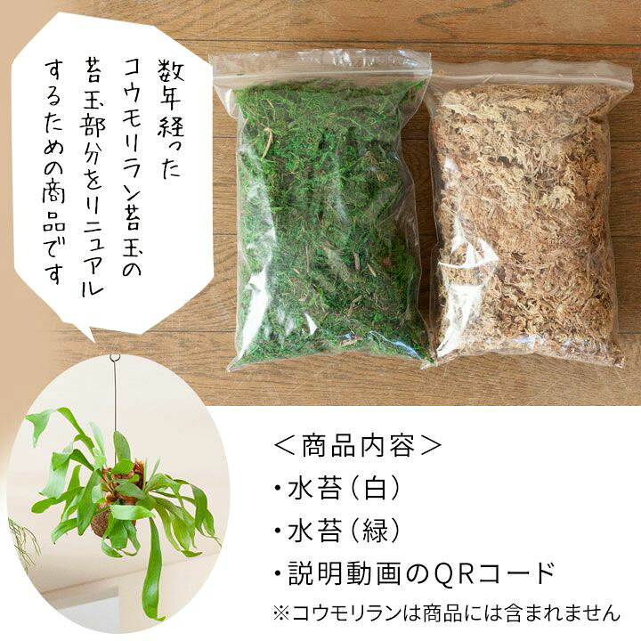 楽天市場 Let S 園芸教室 コウモリラン苔玉 植え替えキット 動画配信チケット付き ｅ 花屋さん