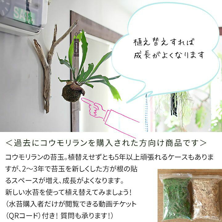 楽天市場 Let S 園芸教室 コウモリラン苔玉 植え替えキット 動画配信チケット付き e 花屋さん 楽天市場 Let S 園芸教室 コウモリラン苔玉 植え替えキット 動画配信チケット付き e 花屋さん