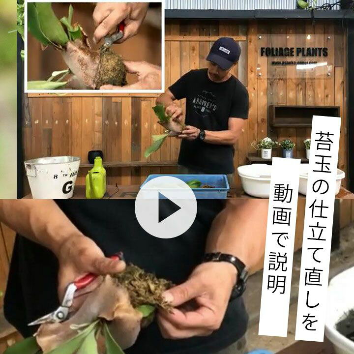 楽天市場 Let S 園芸教室 コウモリラン苔玉 植え替えキット 動画配信チケット付き ｅ 花屋さん