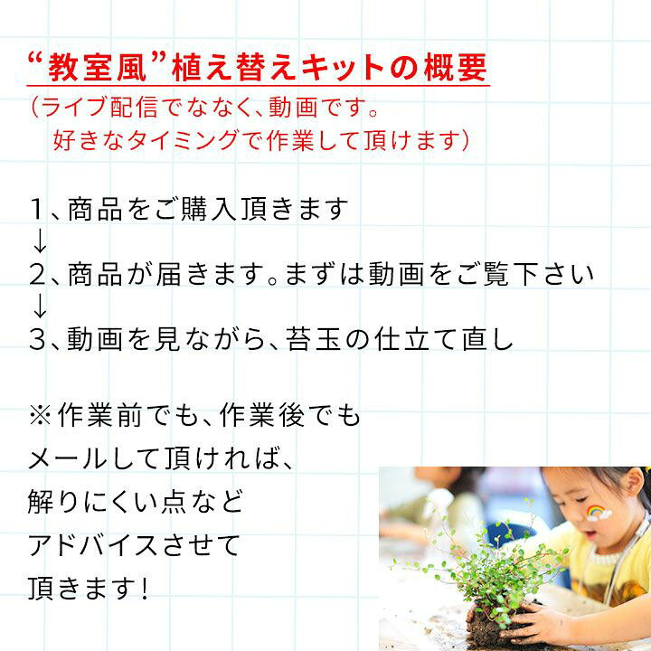 楽天市場 Let S 園芸教室 コウモリラン苔玉 植え替えキット 動画配信チケット付き e 花屋さん 楽天市場 Let S 園芸教室 コウモリラン苔玉 植え替えキット 動画配信チケット付き e 花屋さん