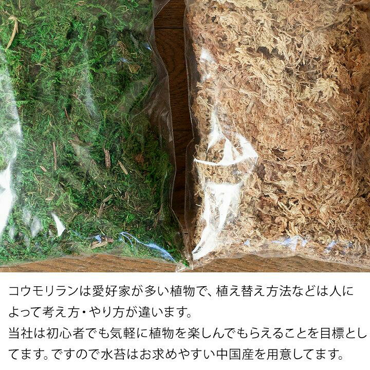 楽天市場 Let S 園芸教室 コウモリラン苔玉 植え替えキット 動画配信チケット付き e 花屋さん 楽天市場 Let S 園芸教室 コウモリラン苔玉 植え替えキット 動画配信チケット付き e 花屋さん