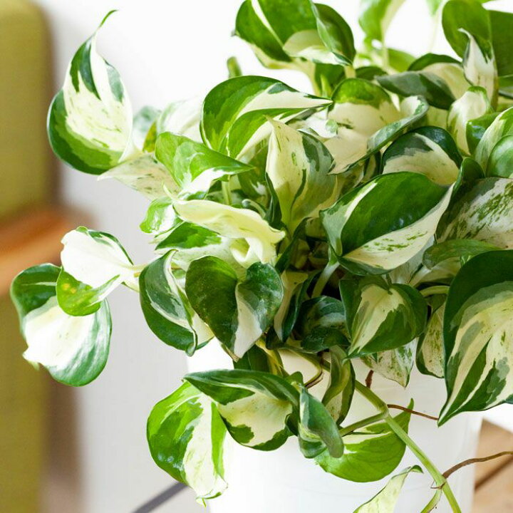 楽天市場 名人 片岡さんのポトス ステータス6号鉢 今月の植物 ｅ 花屋さん