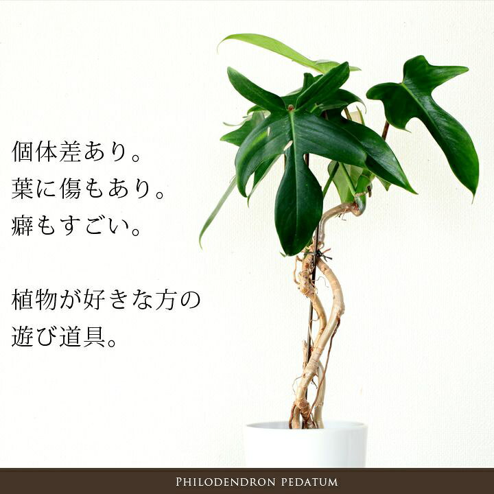楽天市場 目指せ 茎の木質化 個性ゆたかな幹立のヤッコカズラ ｅ 花屋さん