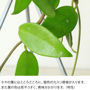 楽天市場 めずらしい グリーン のホヤ カルノーサブリキスタンド付きです 今月の植物 ｅ 花屋さん