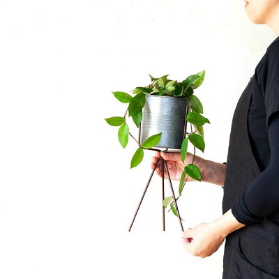 楽天市場 めずらしい グリーン のホヤ カルノーサブリキスタンド付きです 今月の植物 ｅ 花屋さん