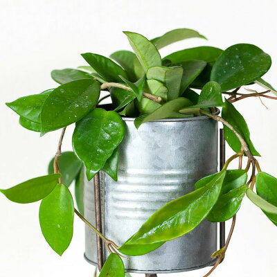 楽天市場 めずらしい グリーン のホヤ カルノーサブリキスタンド付きです 今月の植物 ｅ 花屋さん
