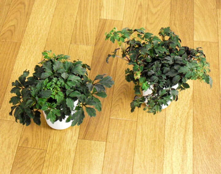 ミカニア デンタータ 挿し穂 20cm 2本 （寄せ植え＊ミカニア 