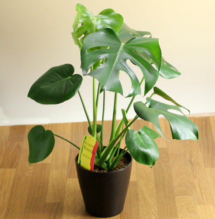 楽天市場 マルヨシさんの綺麗な モンステラ ５号鉢タイプ トロピカル アジアン 観葉植物 インテリア モンステラ 風水 ｅ 花屋さん
