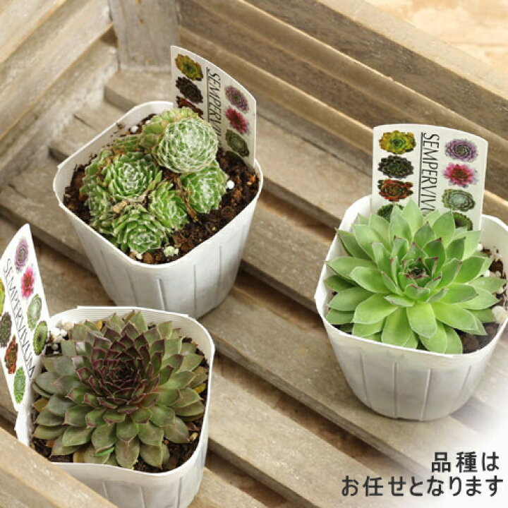 楽天市場】冬でも戸外平気の多肉植物センペルビューム【品種お任せ3 