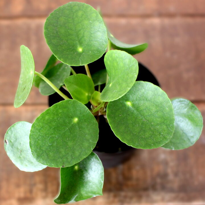 楽天市場 お届けは3 3 ピレア ペペロミオイデス ｅ 花屋さん