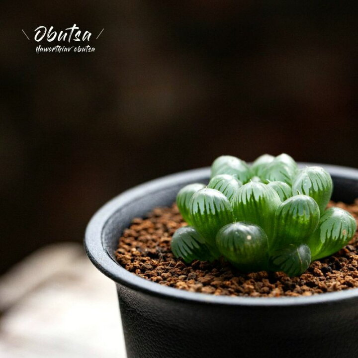 楽天市場 観葉植物 今月のおすすめ ハオルチア オブツーサ ｅ 花屋さん