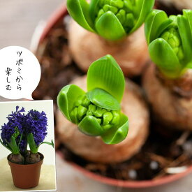 楽天市場 球根 花 紫 おすすめの通販