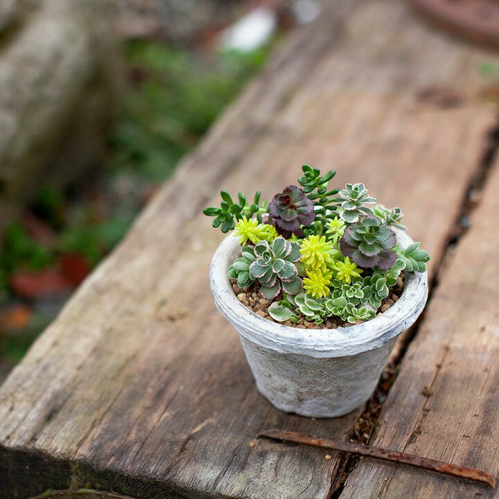 楽天市場】5種のセダムを、小さなポットに寄せ植えしました。 : e  