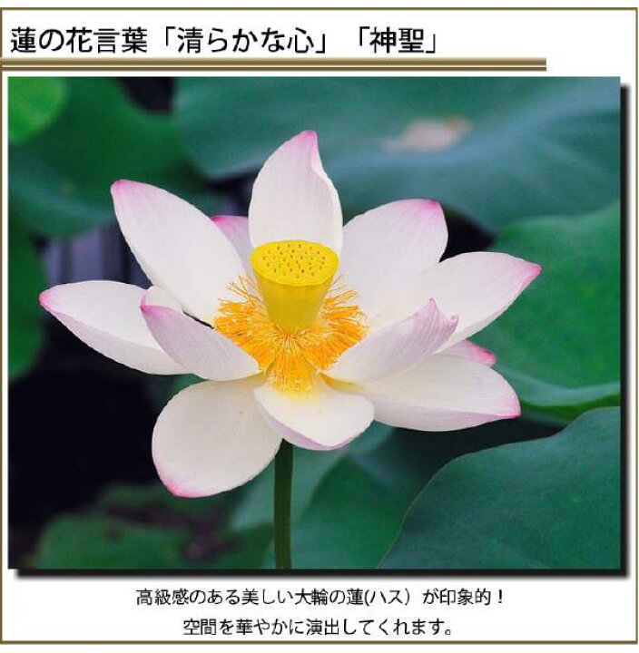 楽天市場 蓮 ハス 壁掛けキャンバスアート 春 夏 花 白い花 植物 自然 白色 緑 グリーン 日本 ギフト 母の日 プレゼントアートポスター ウォールアート ファブリックアート ファブリックパネル インテリア雑貨 ジグレー版画 ジクレー ジークレー おしゃれ エアルトアート