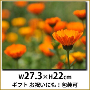 K[x@Ǌ|LoXA[g t@ā@H@ԁ@A R IW@ O[ { Mtg ̓ v[g t@ubNA[g t@ubNpl CeAG WO[