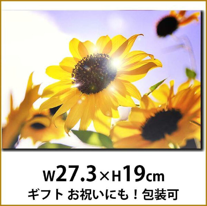 楽天市場 風景画 アートパネル ひわまり 向日葵 壁掛けキャンバスアート 夏 花 植物 光 太陽 自然 黄色 緑 日本 ギフト 母の日 プレゼントアートポスター ウォールアート ファブリックアート ファブリックパネル インテリア雑貨 ジグレー版画 ジクレー ジークレー