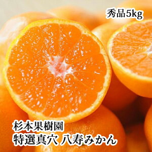 杉本果樹園特選真穴・杉本果樹園の八寿みかんサイズおまかせ5kg箱≪秀品≫