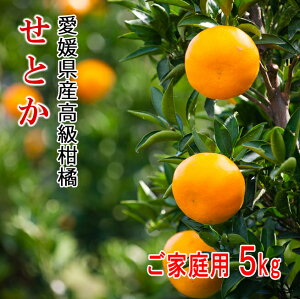 リベラル愛媛県産高級柑橘せとかL〜4Lサイズご家庭用5kg