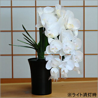 胡蝶蘭的花和氣地微笑的 運動場ｌｕｍｉ茄子胡蝶蘭 日本樂天市場 Line購物
