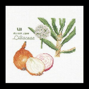 yeAEO[xk[z NXXeb`Lbg 3042-7A Onion 񂹁i1`2j