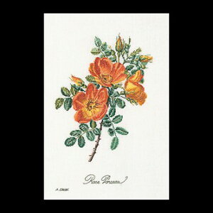 yeAEO[xk[z hJLbg 2028-7A Rose Chazal yz񂹁i1`2j