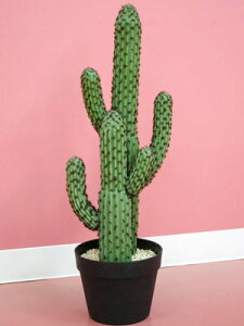 OɁGg[Ń|Cg5{I eqT{e|bg JN^X|bg CACTUS O[ IuWF u  lH  t[ fBXvC  rO v[g CeA 