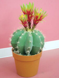 qɈړ]ׁ̈AsZ[I LV` T{e|bg JN^X|bg CACTUS O[ IuWF u  lH  t[ fBXvC  rO v[g Ce