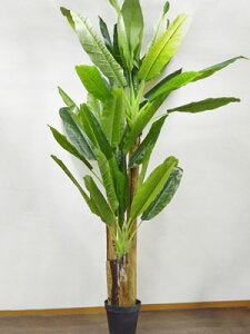 バナナ 観葉植物の人気商品 通販 価格比較 価格 Com