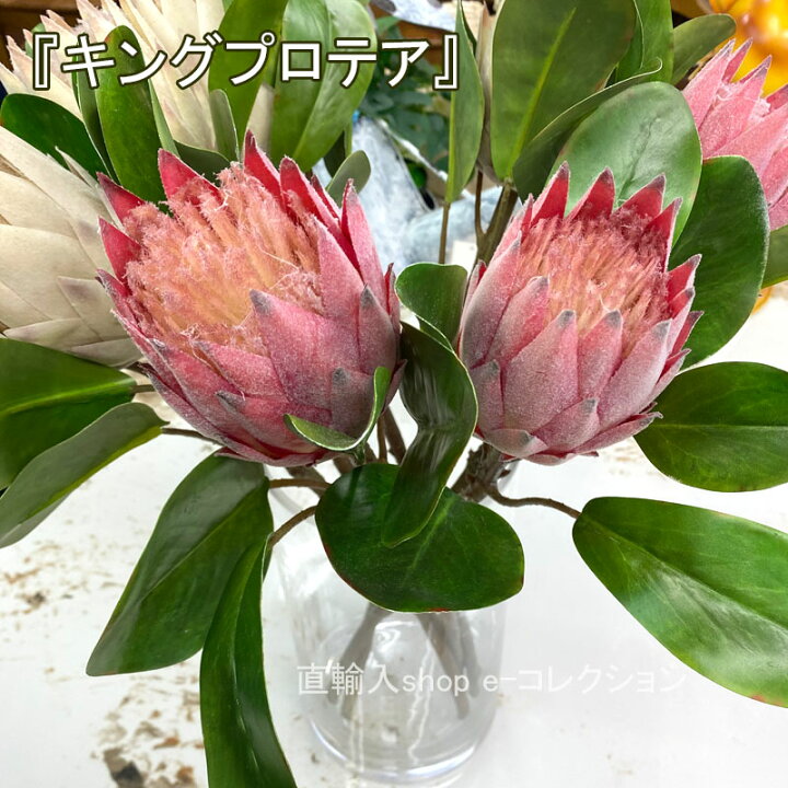 楽天市場】☆倉庫移転の為、総売り尽くしセール！☆ キングプロテア 2  