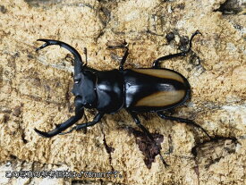 ボイレアウシカクワガタ成虫 ベトナム イェンバイ産 ペア