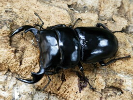 アンタエウスオオクワガタ成虫 インド ラチラ産 ペア