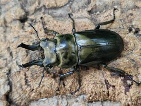 ローゼンベルグオウゴンオニ成虫 インドネシア ジャワ島Mt.ハリムン産 ペア