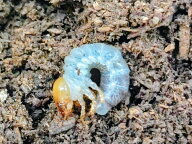 アンタエウスオオクワガタ幼虫 インド産