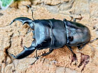 スマトラオオヒラタクワガタ成虫 インドネシア スマトラ島ベンクール産 ペア